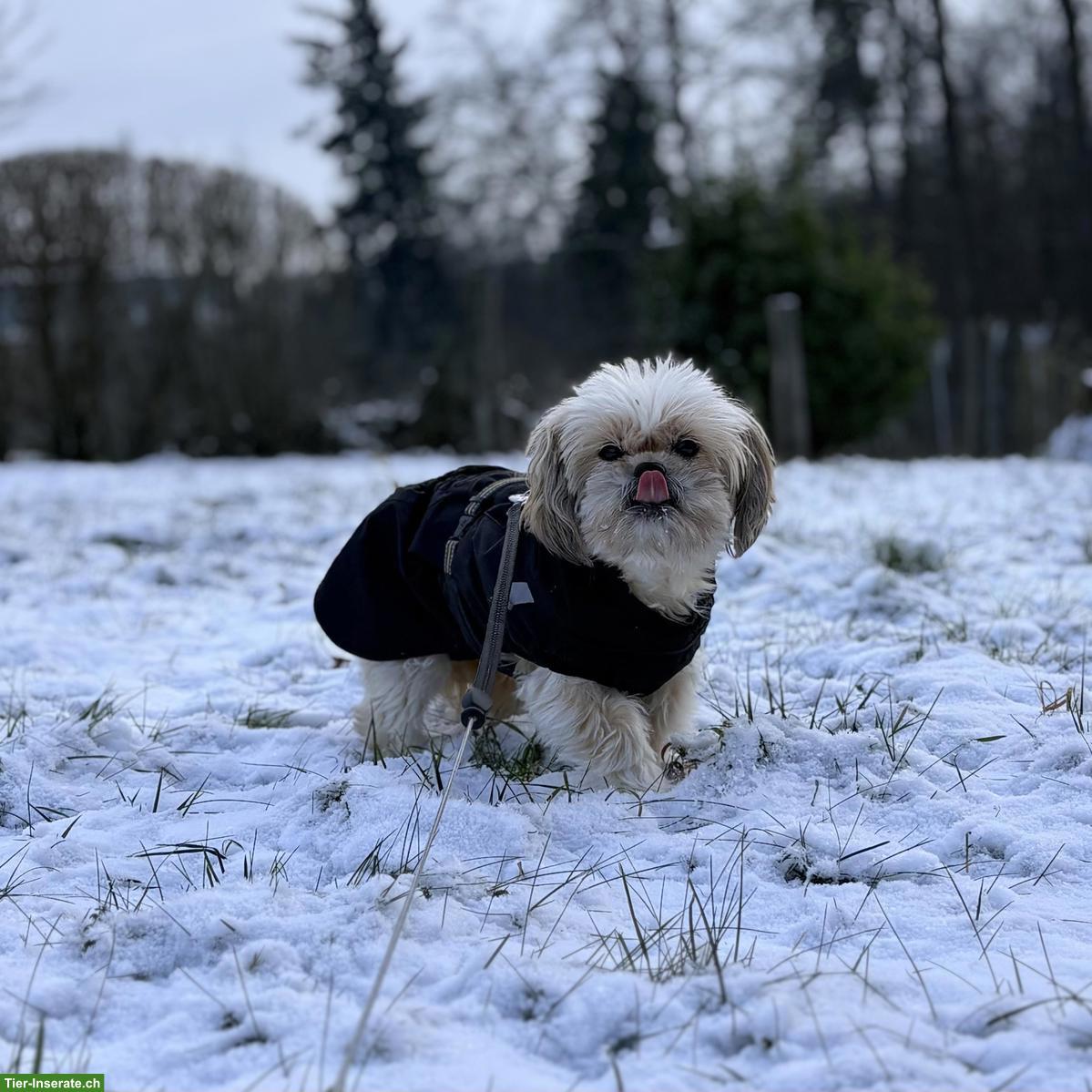 Bild 2: Sanfte Shih Tzu Hündin Lizi sucht ruhiges Zuhause