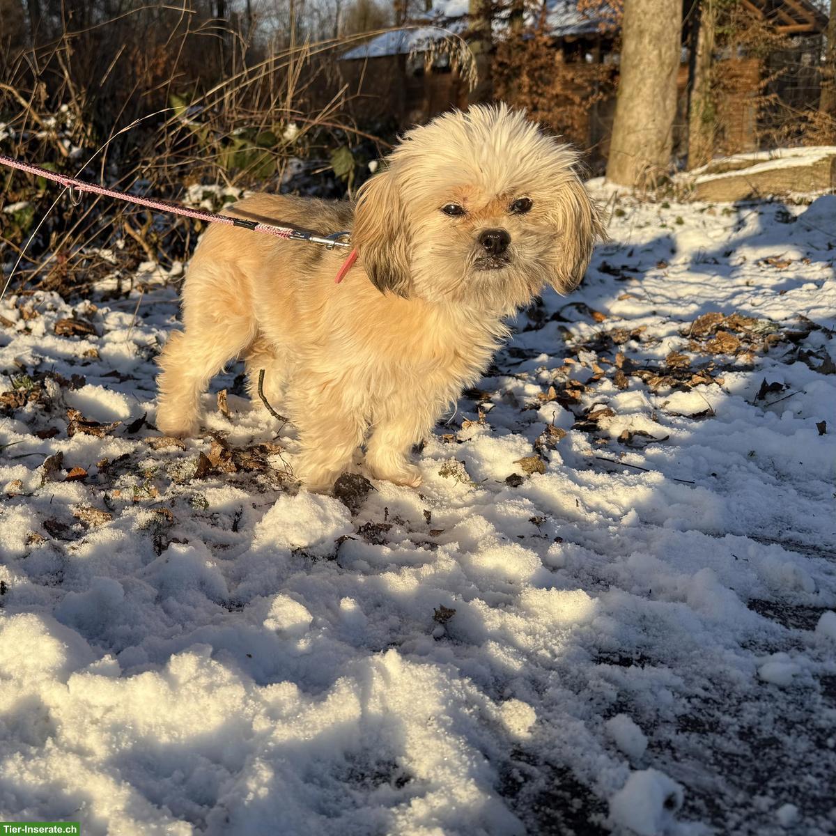 Bild 3: Sanfte Shih Tzu Hündin Lizi sucht ruhiges Zuhause