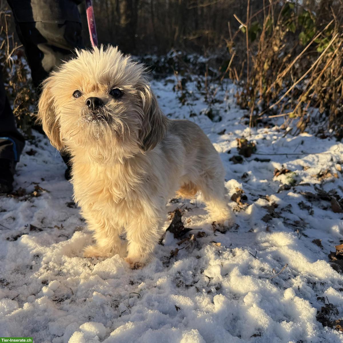 Bild 4: Sanfte Shih Tzu Hündin Lizi sucht ruhiges Zuhause