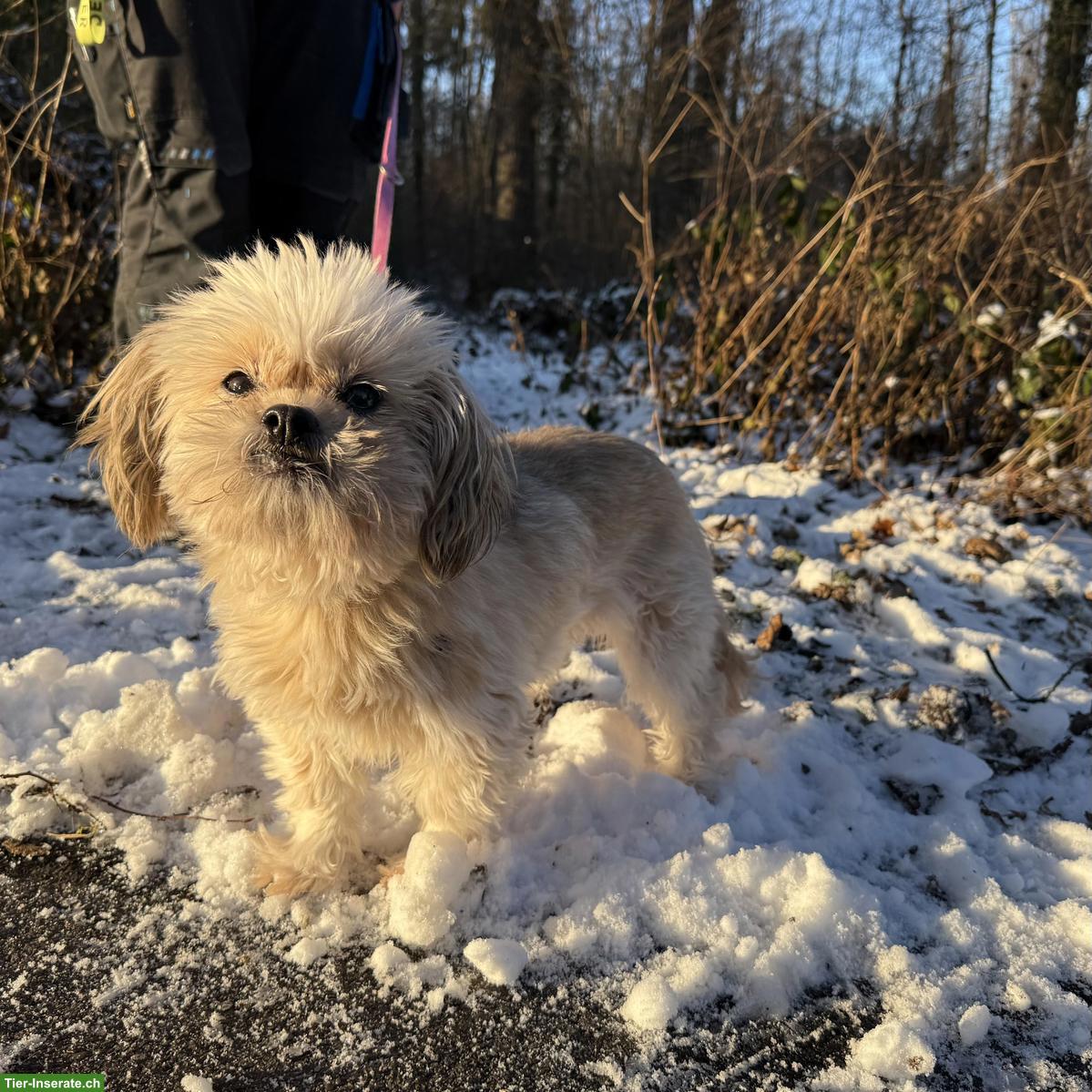 Bild 6: Sanfte Shih Tzu Hündin Lizi sucht ruhiges Zuhause