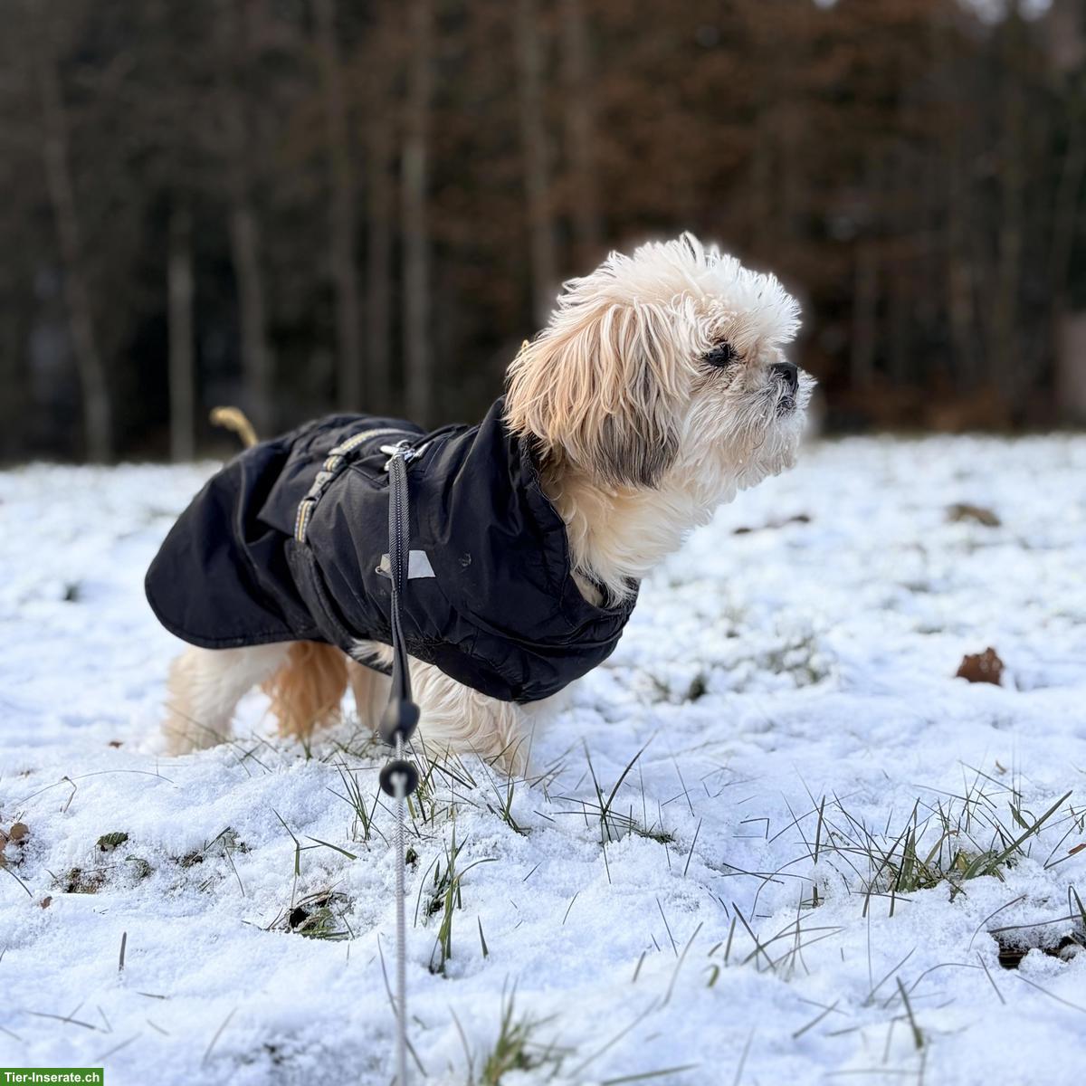 Bild 7: Sanfte Shih Tzu Hündin Lizi sucht ruhiges Zuhause