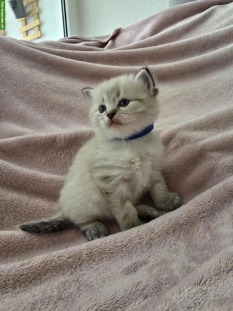 Edelmix Kitten Sibirische Waldkatze x Neva Masquarade