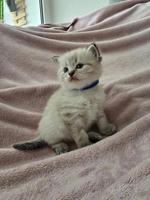 Edelmix Kitten Sibirische Waldkatze x Neva Masquarade