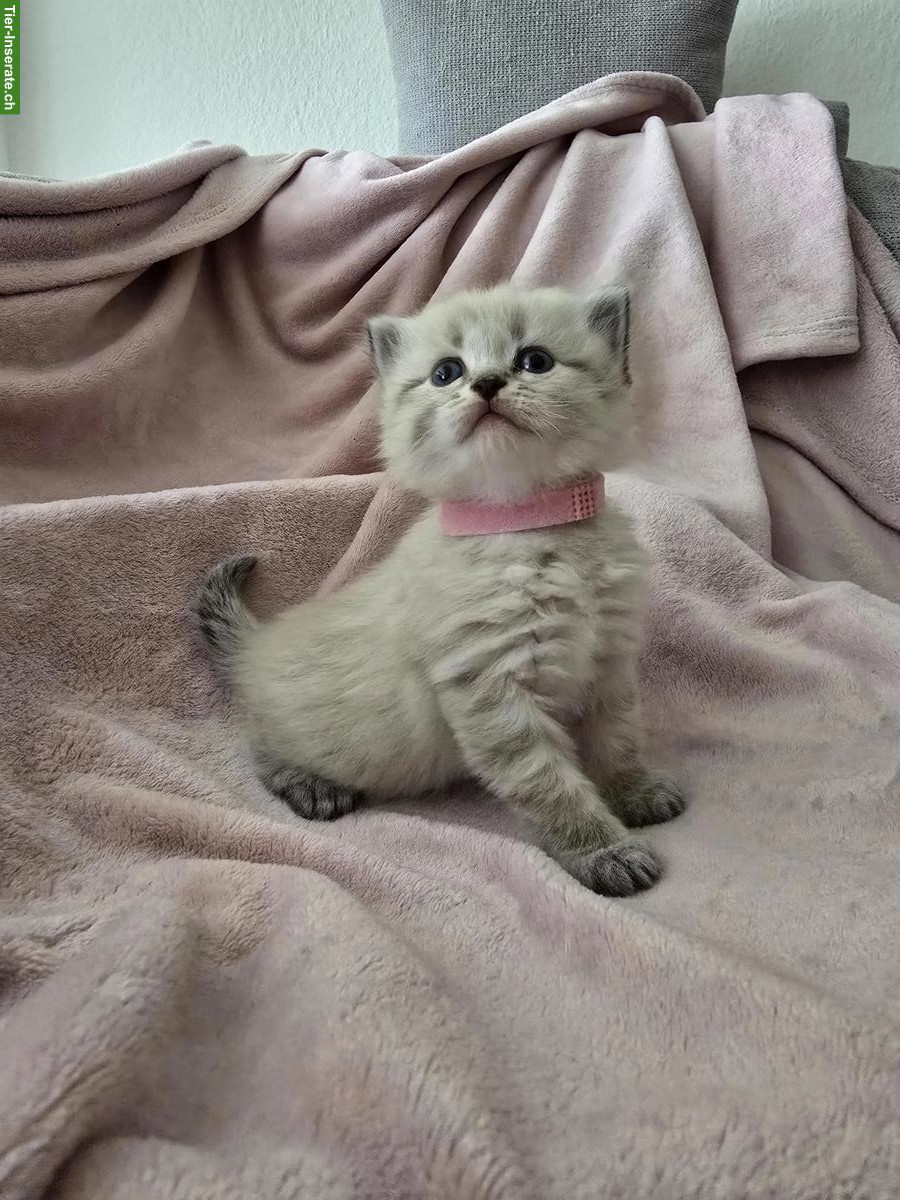 Bild 2: Edelmix Kitten Sibirische Waldkatze x Neva Masquarade