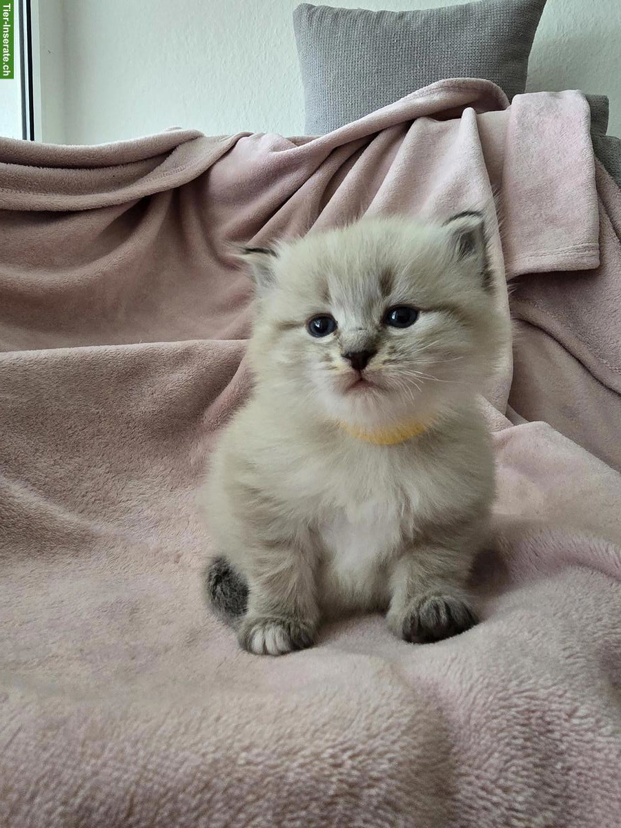 Bild 3: Edelmix Kitten Sibirische Waldkatze x Neva Masquarade