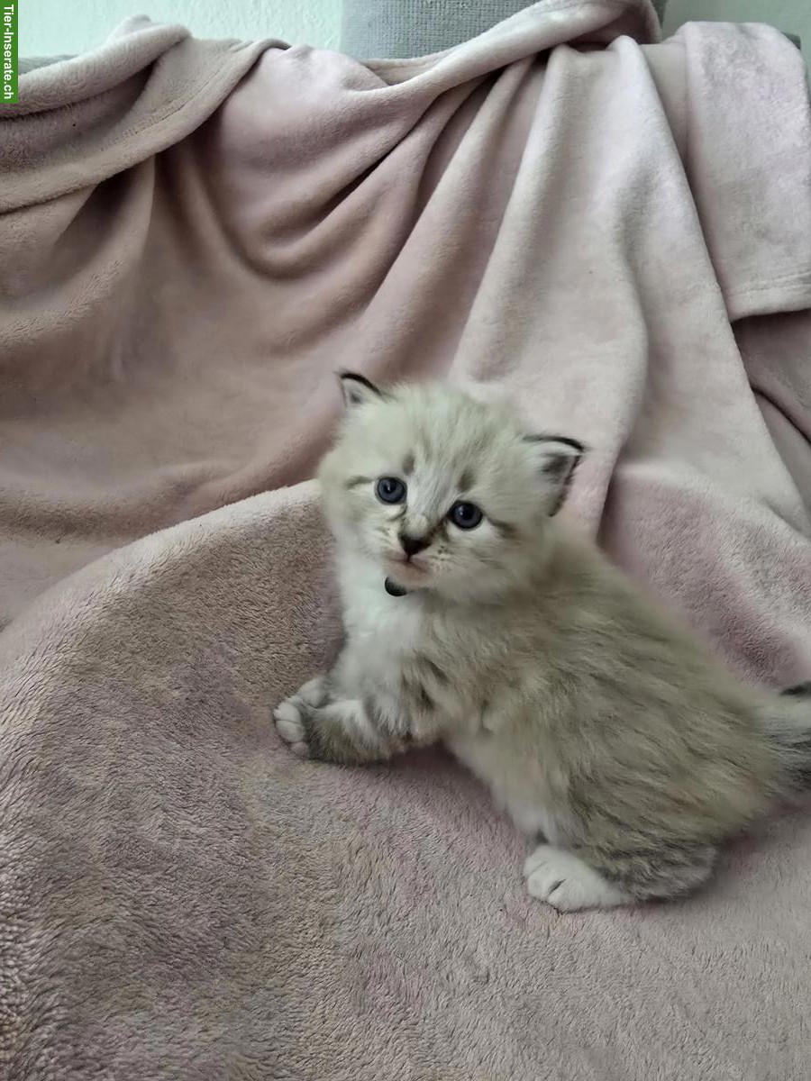 Bild 4: Edelmix Kitten Sibirische Waldkatze x Neva Masquarade