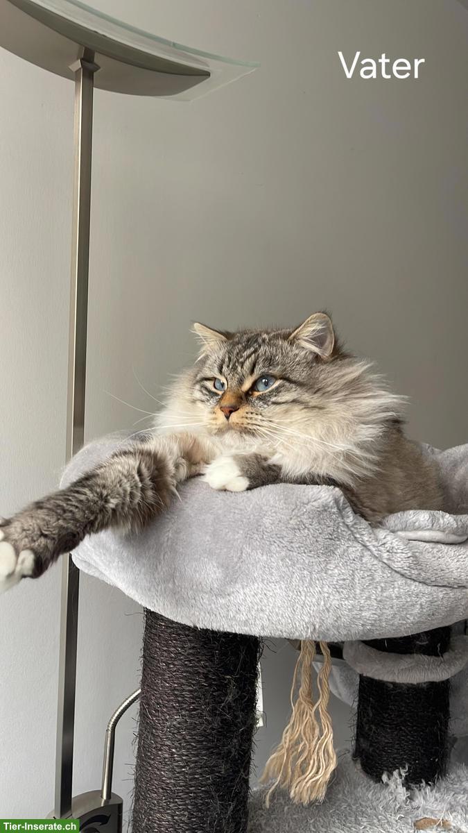 Bild 5: Edelmix Kitten Sibirische Waldkatze x Neva Masquarade