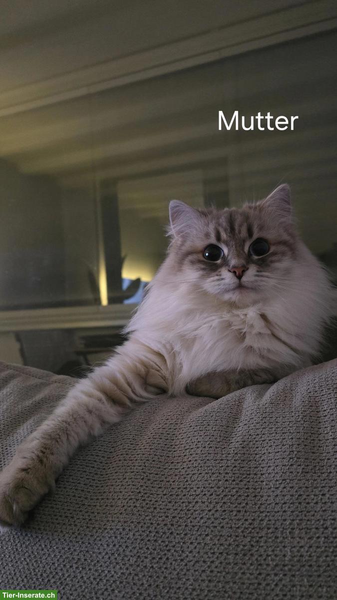 Bild 6: Edelmix Kitten Sibirische Waldkatze x Neva Masquarade