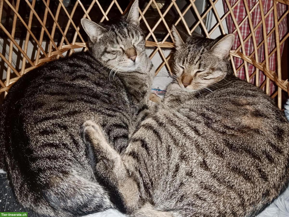 2 liebe Kater suchen gemeinsames Zuhause