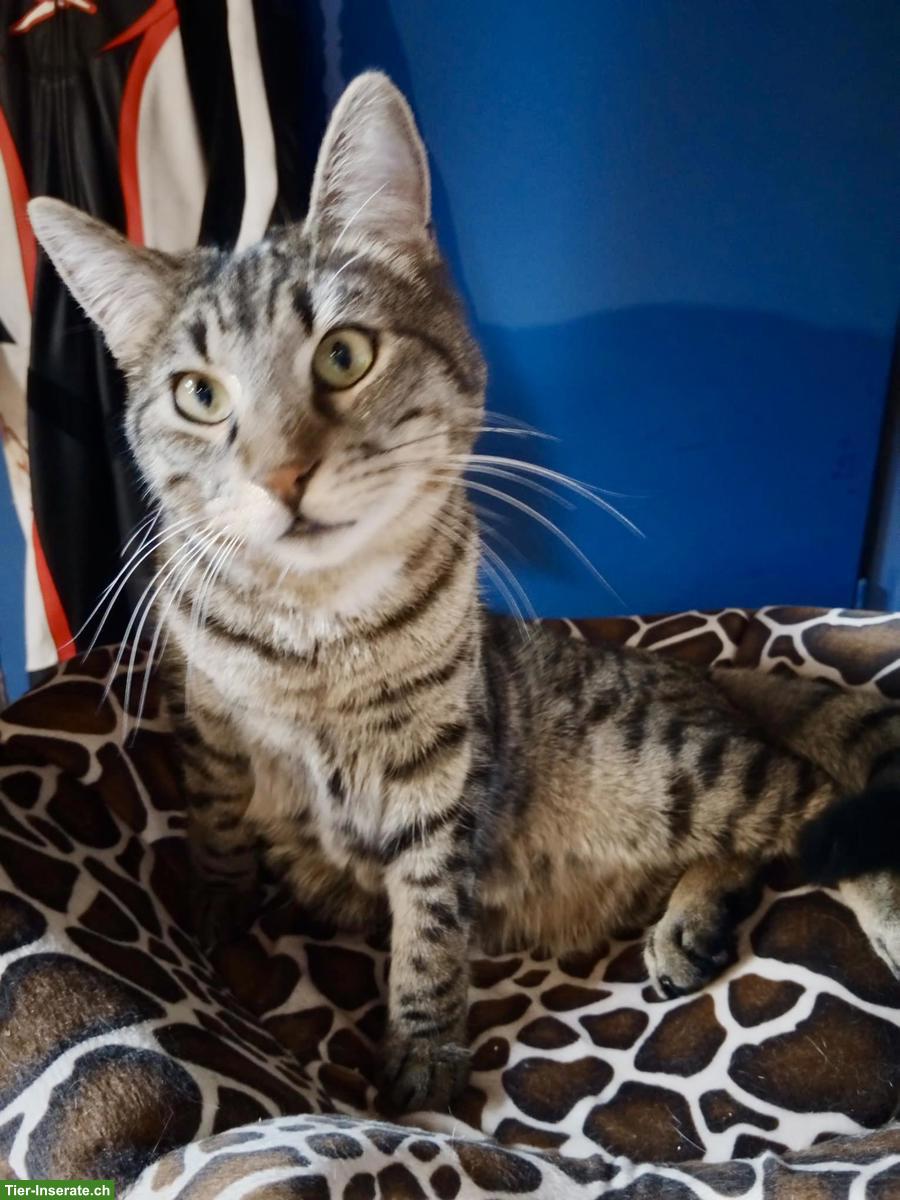 Bild 3: 2 liebe Kater suchen gemeinsames Zuhause