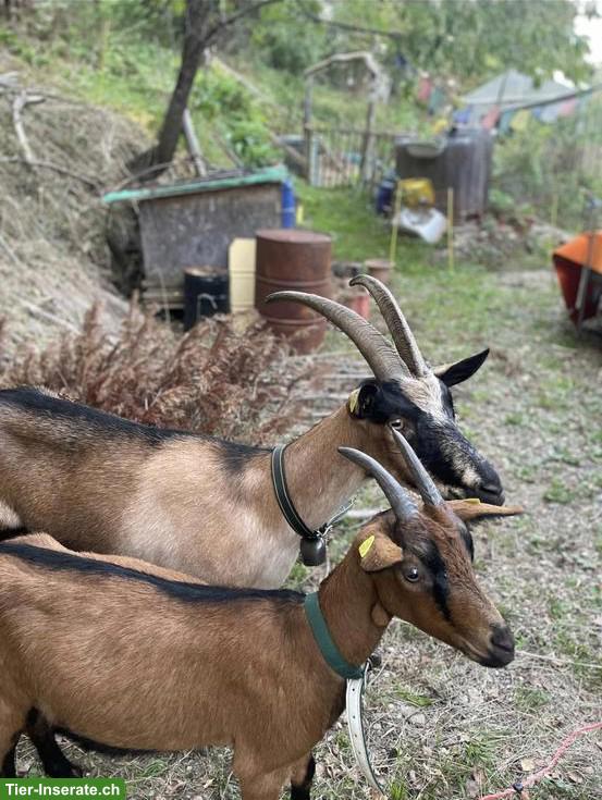2 zahme Bündner Strahlenziegen gratis abzugeben