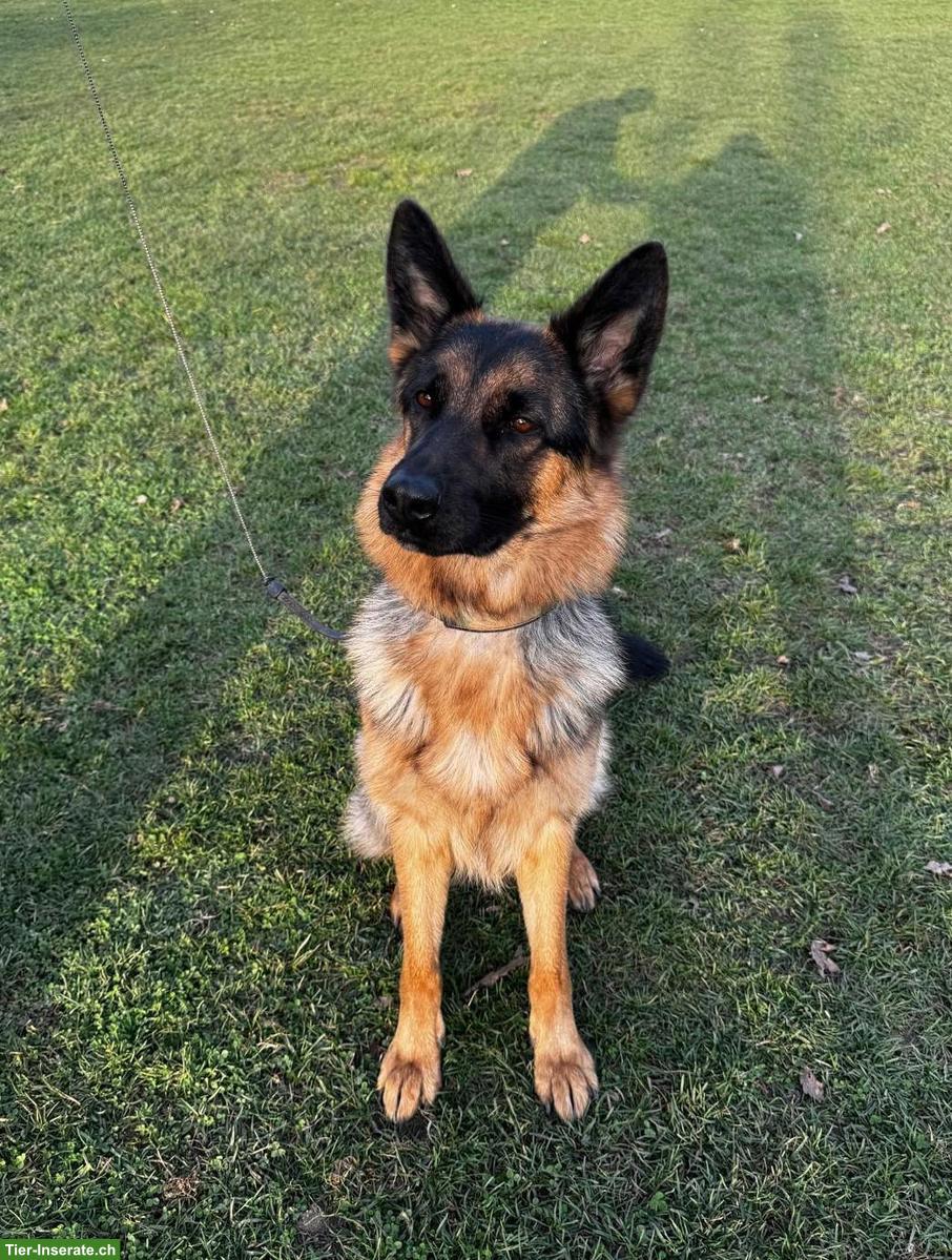 Deutscher Schäferhund Junghündin mit Top-Abstammung