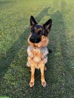 Deutscher Schäferhund Junghündin mit Top-Abstammung