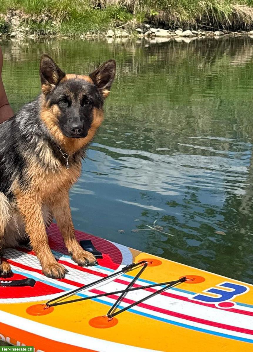 Bild 3: Deutscher Schäferhund Junghündin mit Top-Abstammung