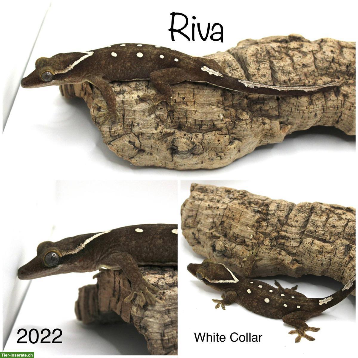 Sarasinorum Gecko Weibchen