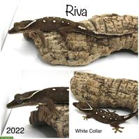 Sarasinorum Gecko Weibchen