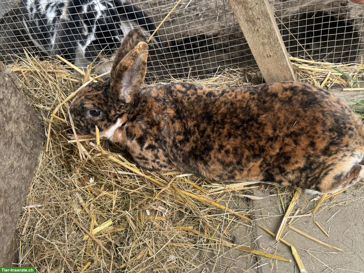 Schöne Rex-Kaninchen Zippe