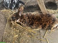 Schöne Rex-Kaninchen Zippe