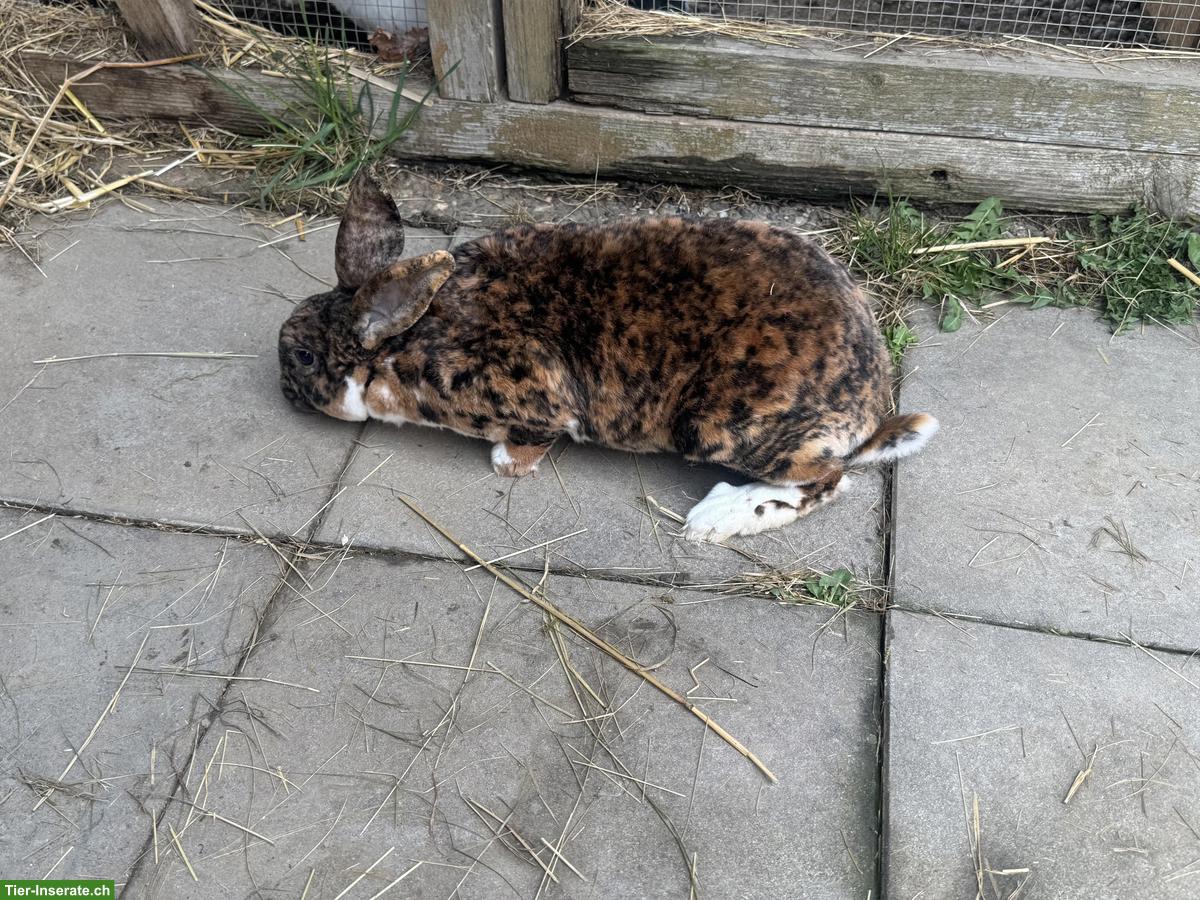 Bild 2: Schöne Rex-Kaninchen Zippe