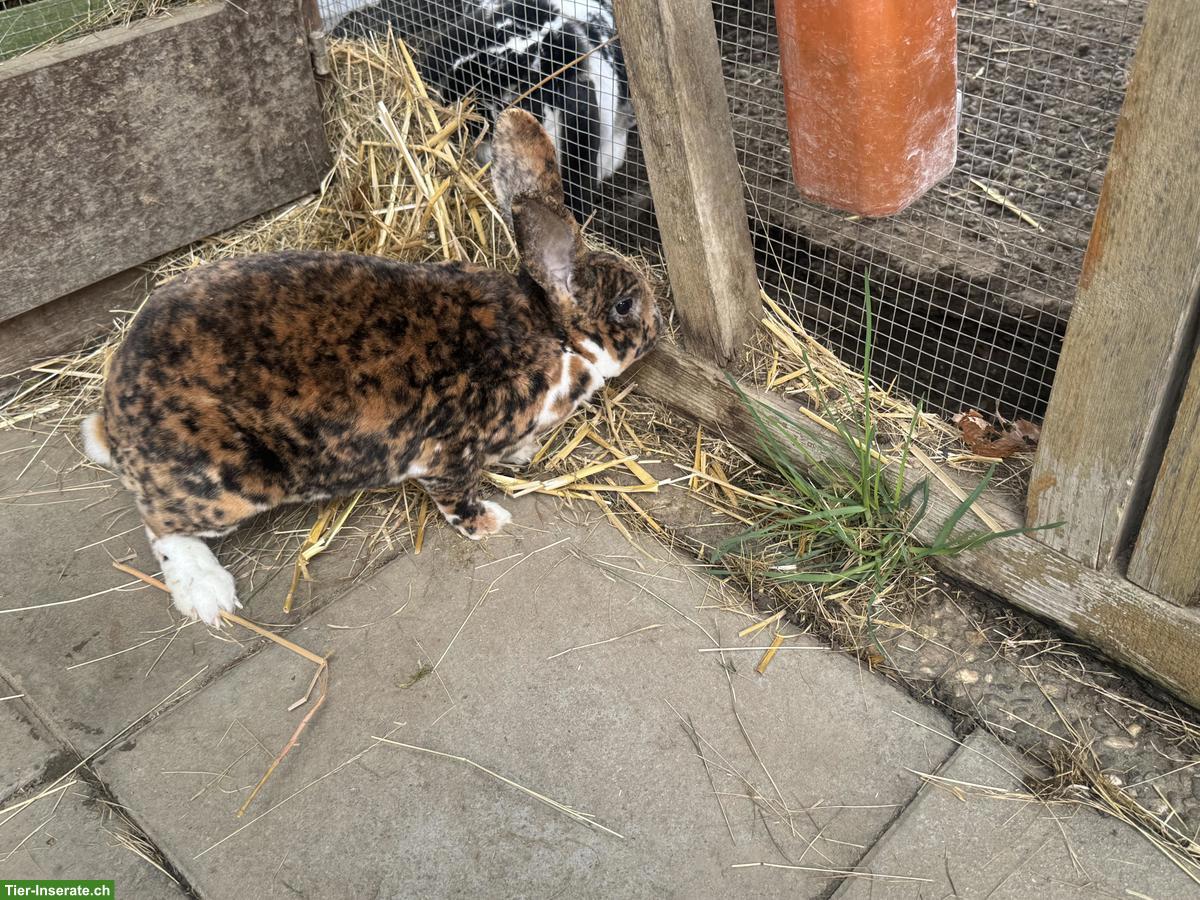 Bild 3: Schöne Rex-Kaninchen Zippe