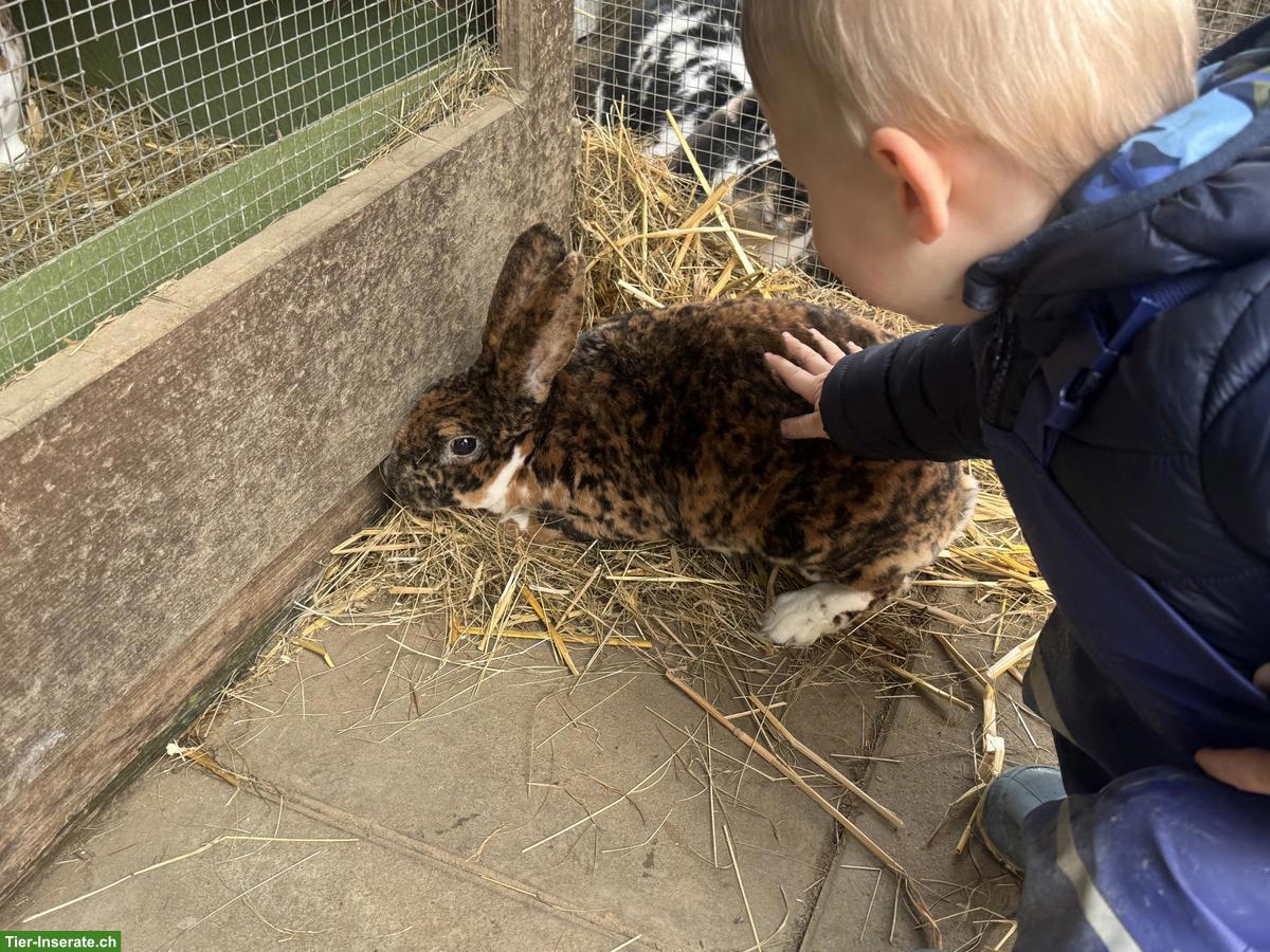 Bild 4: Schöne Rex-Kaninchen Zippe