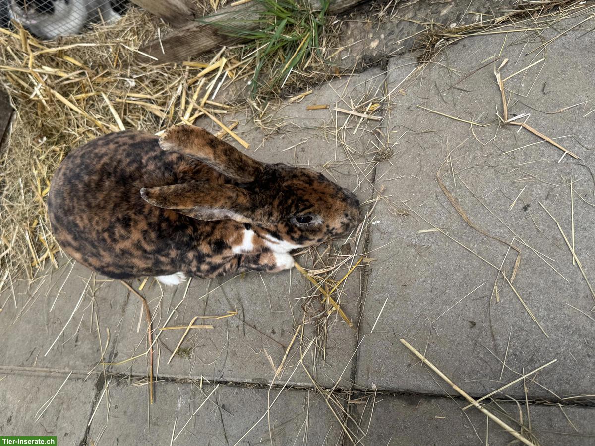 Bild 5: Schöne Rex-Kaninchen Zippe