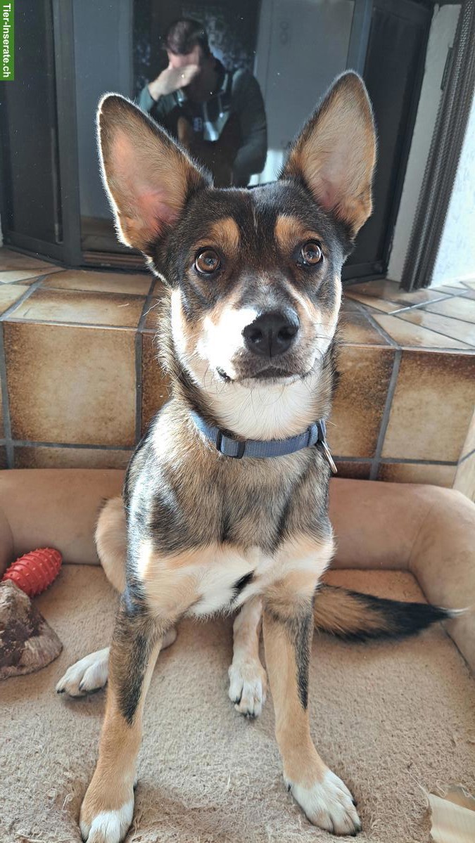 Mischlingsrüde Sammy sucht ein neues Zuhause