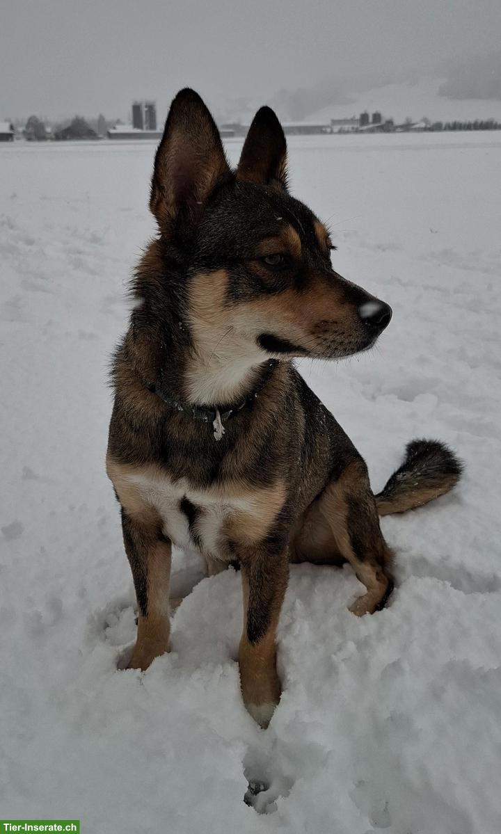 Bild 2: Mischlingsrüde Sammy sucht ein neues Zuhause