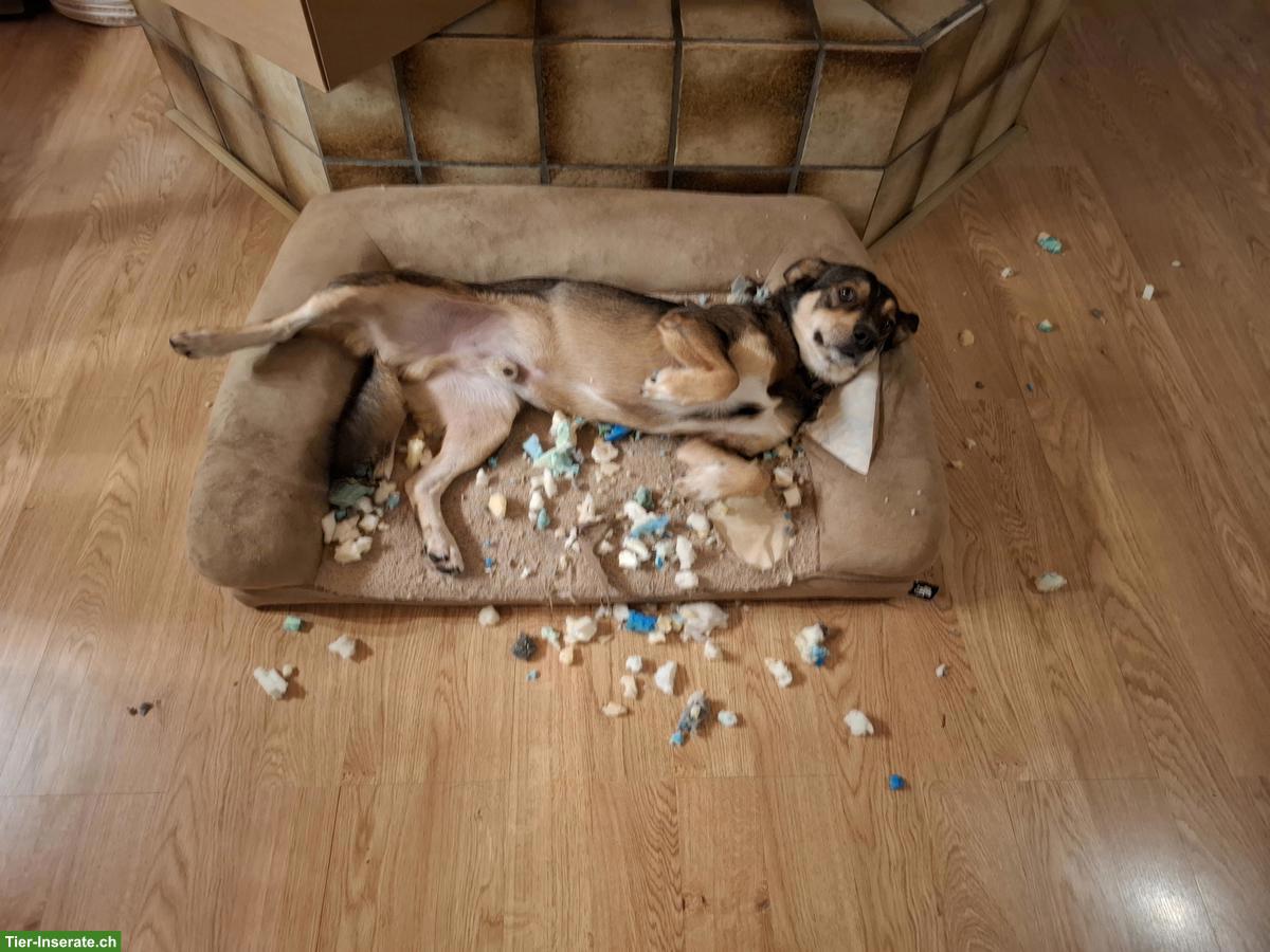 Bild 3: Mischlingsrüde Sammy sucht ein neues Zuhause