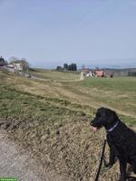 Hundesitting gesucht in Lichtensteig