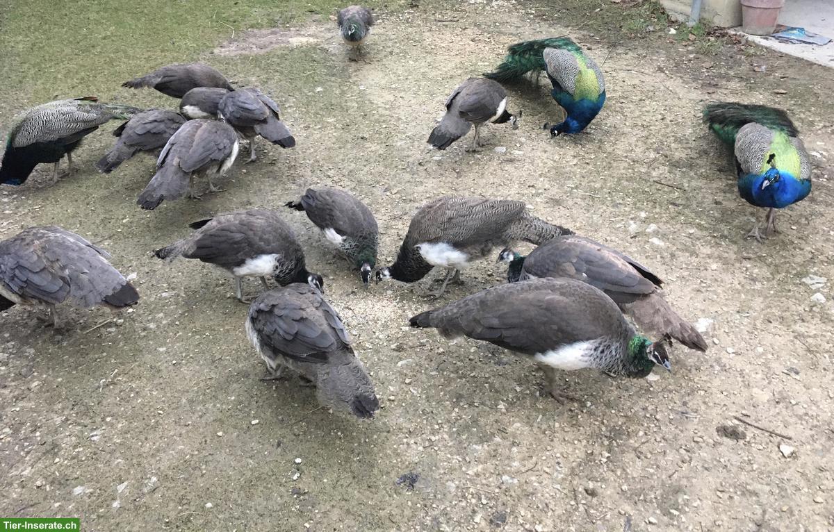 Bild 2: Wunderschöne Blaue Pfauen Jungtiere abzugeben