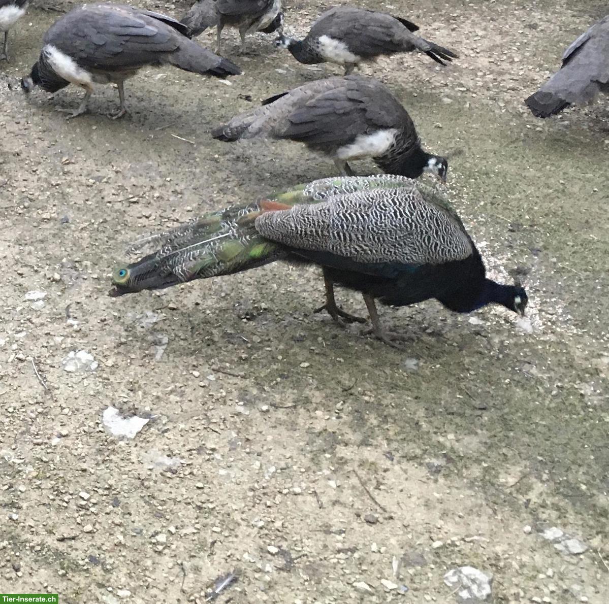 Bild 3: Wunderschöne Blaue Pfauen Jungtiere abzugeben