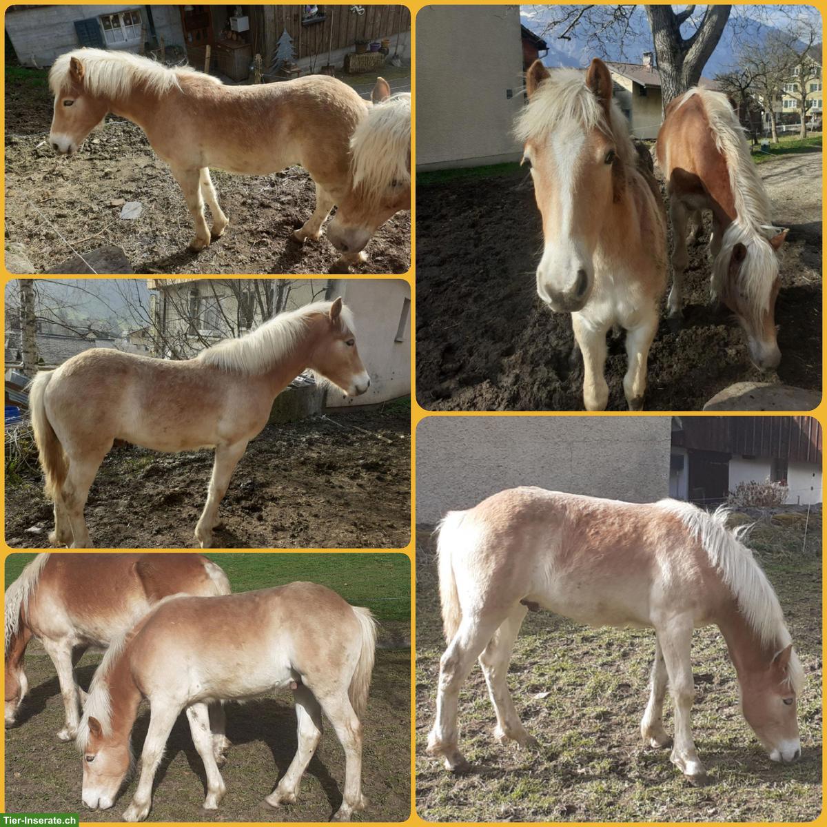 Schönes Haflinger Hengstfohlen zu verkaufen