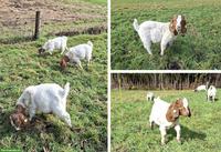 Burenziegen Böckli zu verkaufen