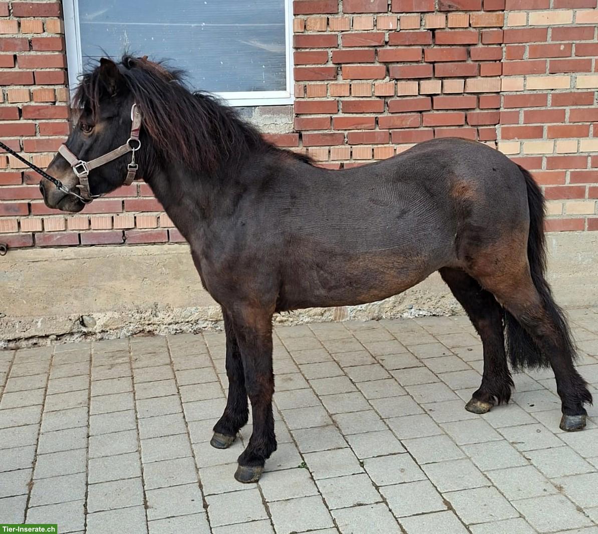 Welsh x Shetty Mix Stute