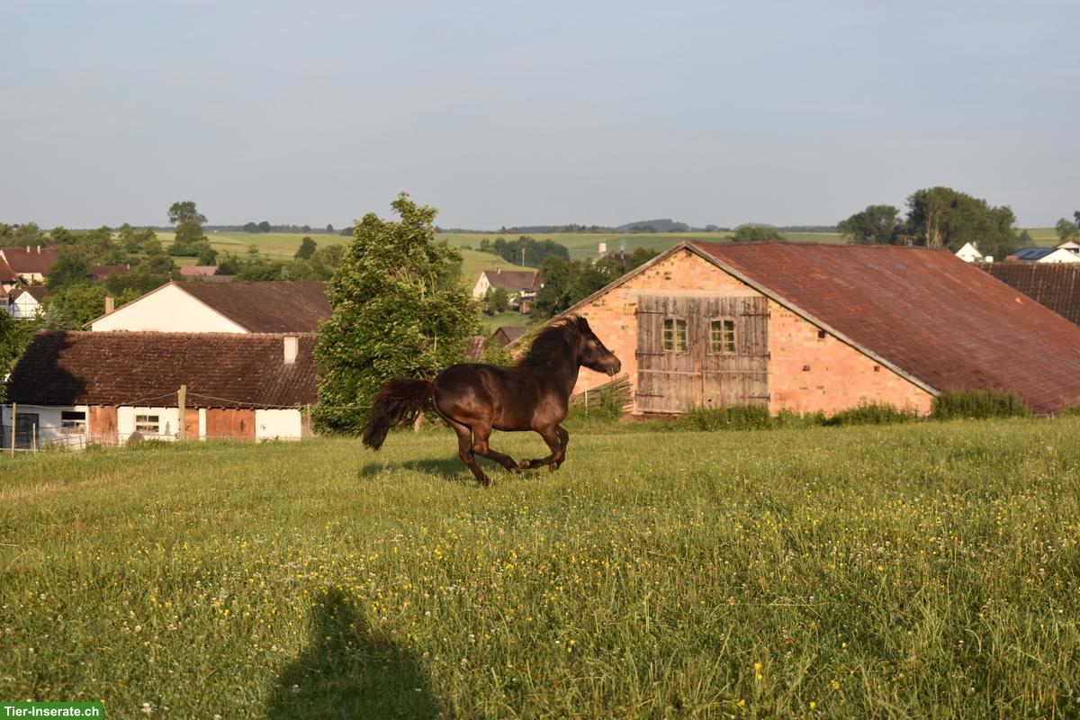 Bild 2: Welsh x Shetty Mix Stute