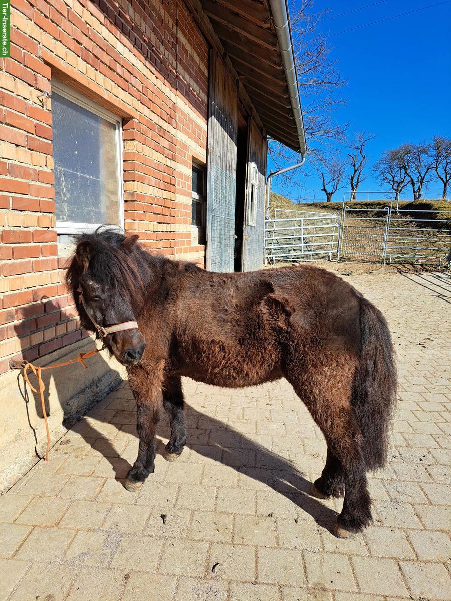 Bild 3: Welsh x Shetty Mix Stute