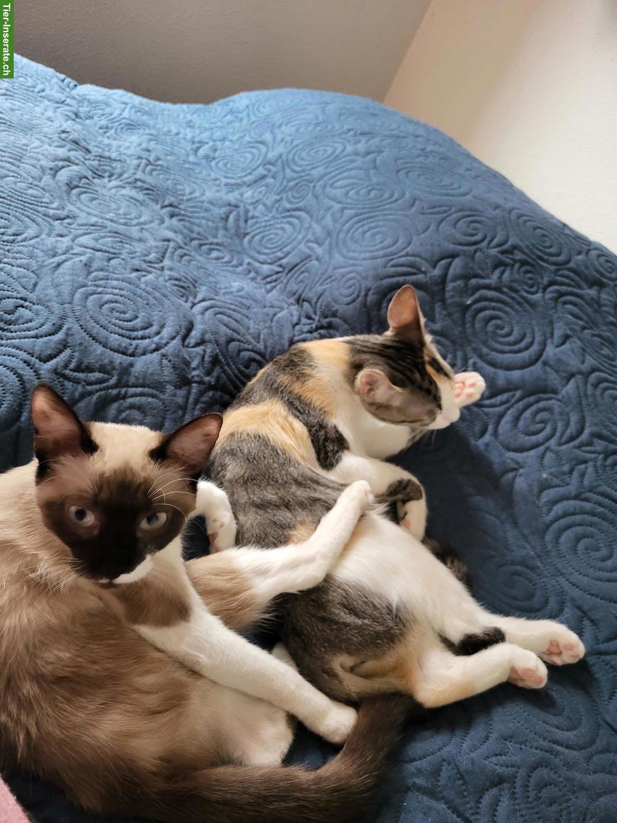 2 Mischlingskatzen suchen zusammen liebevolles Zuhause