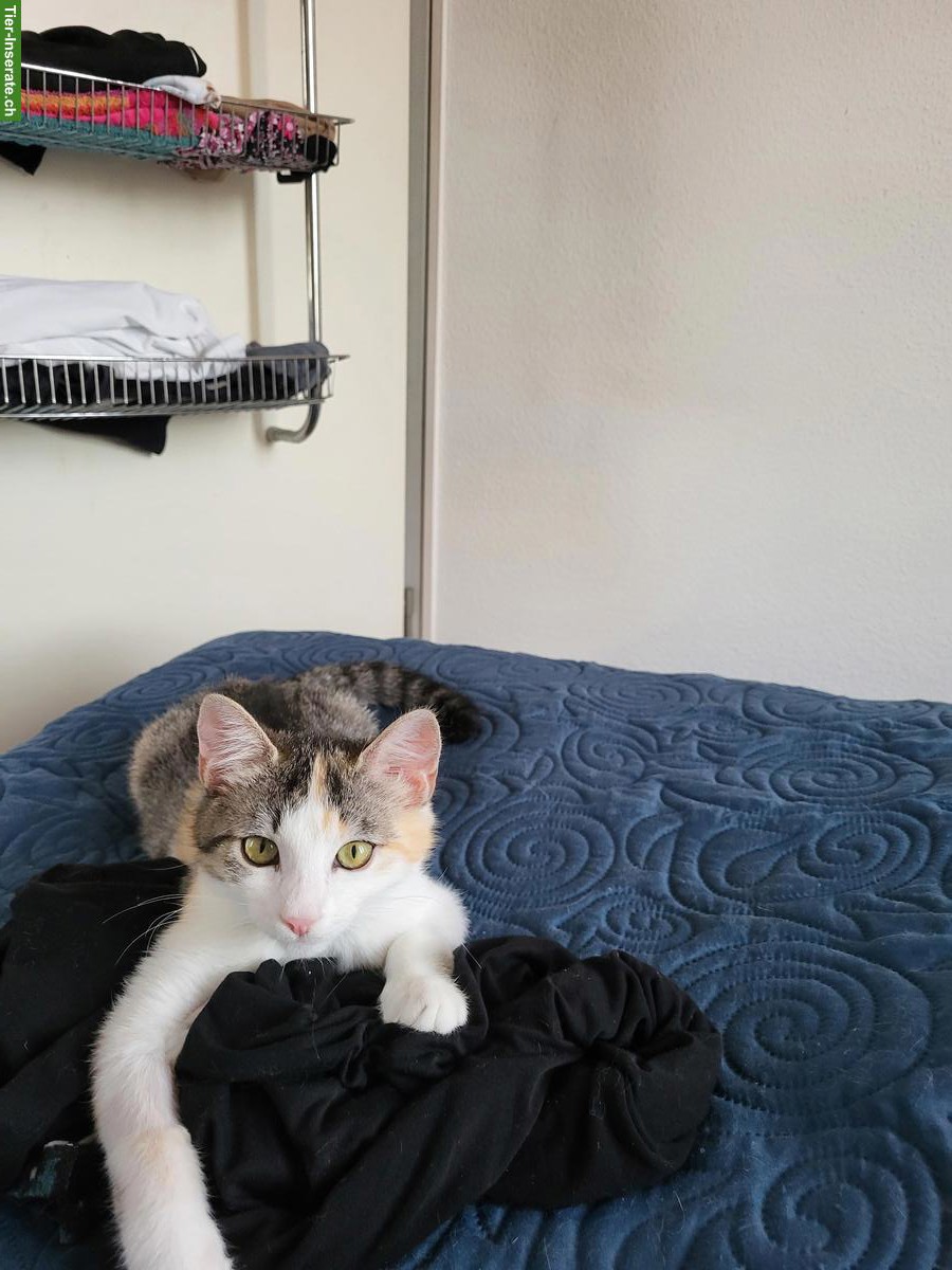 Bild 3: 2 Mischlingskatzen suchen zusammen liebevolles Zuhause