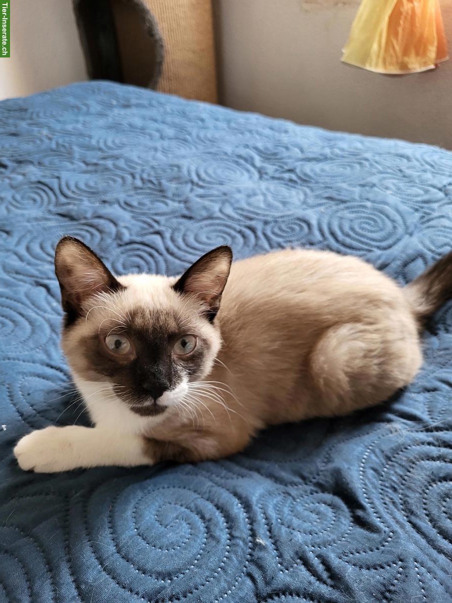 Bild 4: 2 Mischlingskatzen suchen zusammen liebevolles Zuhause