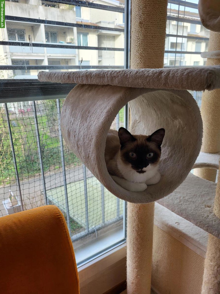 Bild 5: 2 Mischlingskatzen suchen zusammen liebevolles Zuhause