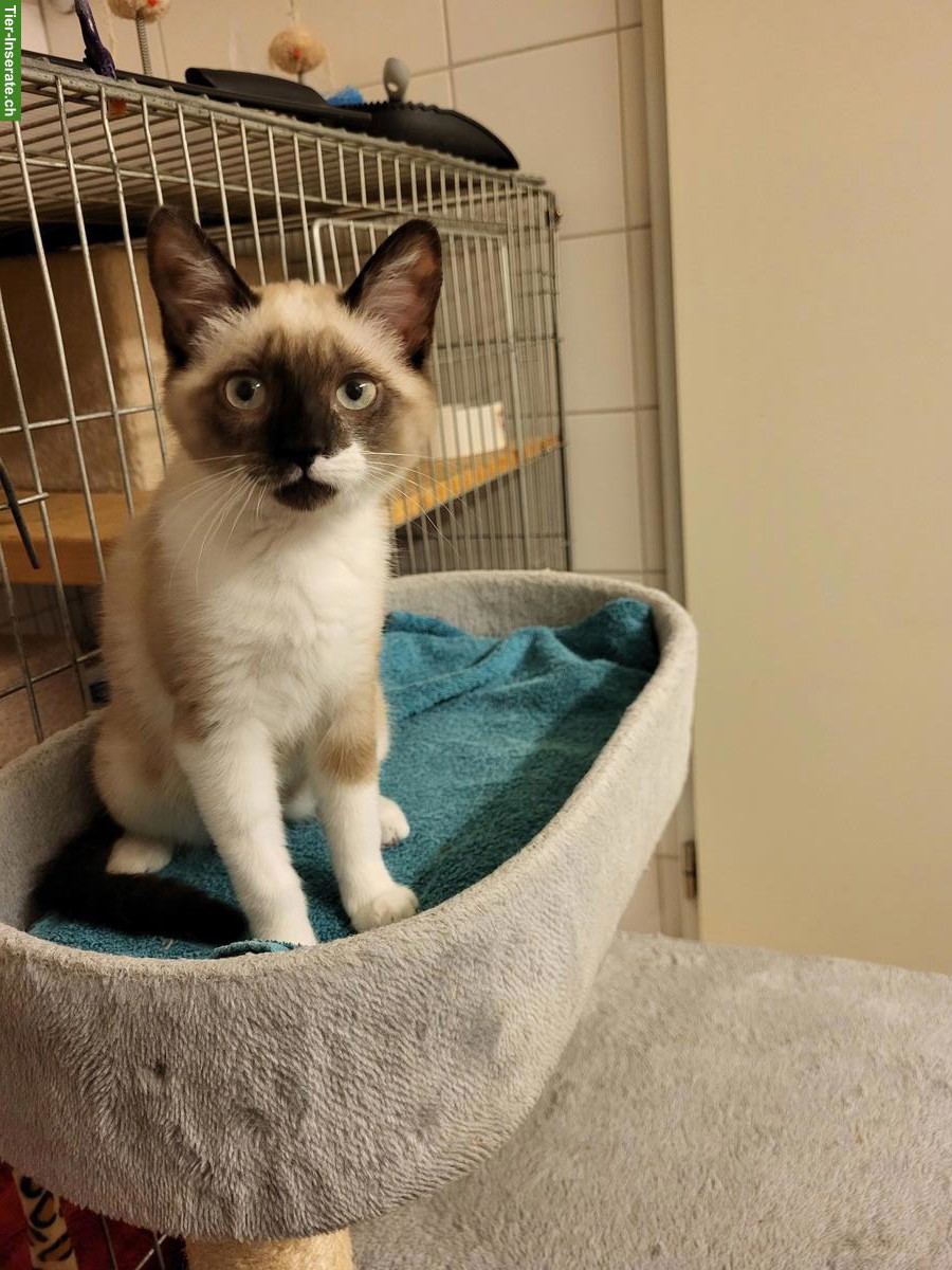 Bild 6: 2 Mischlingskatzen suchen zusammen liebevolles Zuhause