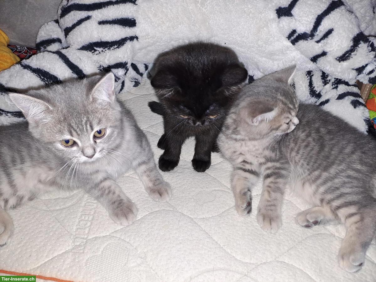 Reinrassige BKH Kitten männlich/weiblich zu verkaufen