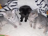 Reinrassige BKH Kitten männlich/weiblich zu verkaufen