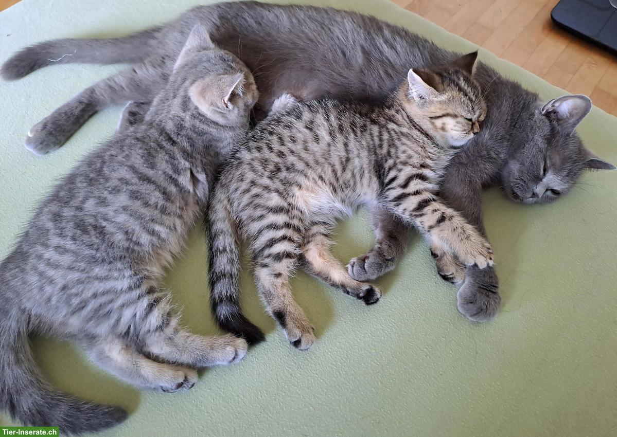 Bild 2: Reinrassige BKH Kitten männlich/weiblich zu verkaufen