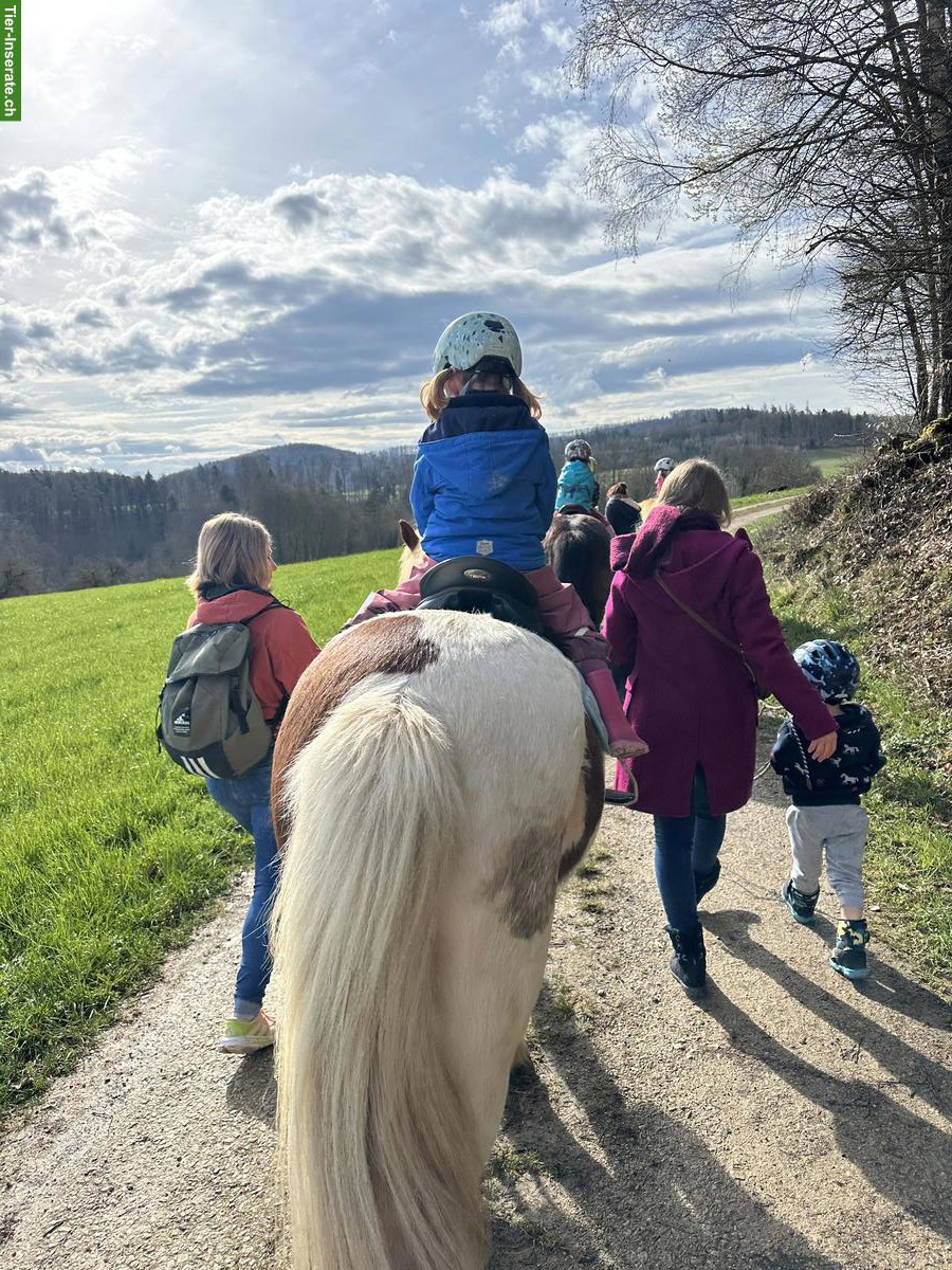 Lebenshof Wendy-Welt bietet Lebensplatz für Islandpferd