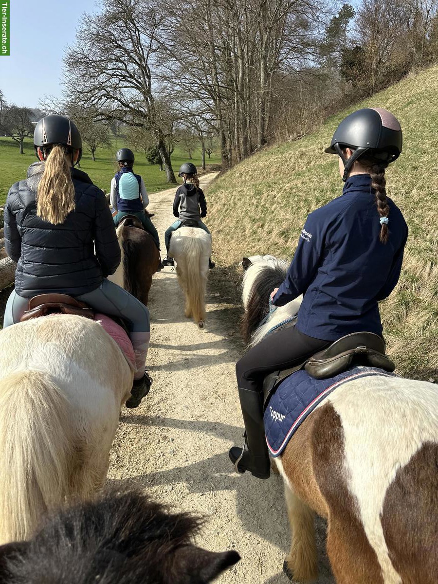 Bild 2: Lebenshof Wendy-Welt bietet Lebensplatz für Islandpferd