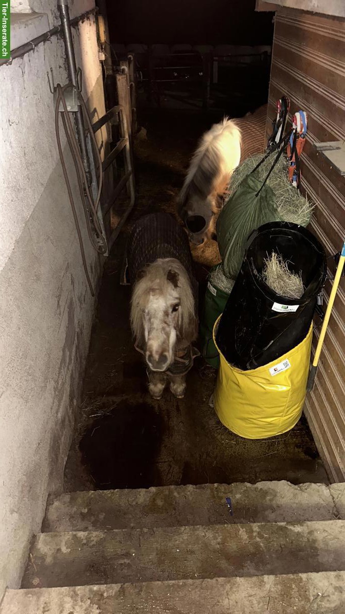 Bild 4: Lebenshof Wendy-Welt bietet Lebensplatz für Islandpferd