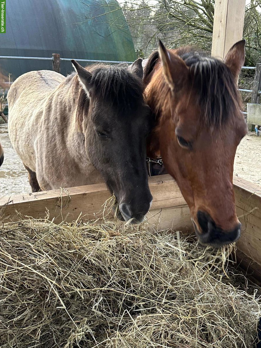 Bild 5: Lebenshof Wendy-Welt bietet Lebensplatz für Islandpferd
