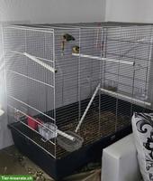 Orangeköpfchen Agapornis Paar mit Käfig